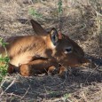 Hirola Calf, 2012.jpg